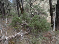 Arctostaphylos bakeri sublaevis