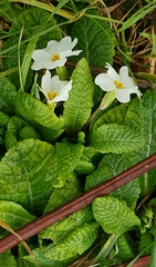 Primula vulgaris