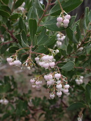 Arctostaphylos bakeri sublaevis