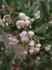 Arctostaphylos bakeri sublaevis