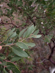 Arctostaphylos bakeri sublaevis