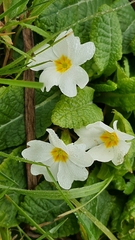 Primula vulgaris