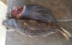 Atherurus africanus