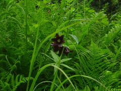 Fritillaria camschatcensis