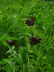 Fritillaria camschatcensis