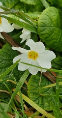 Primula vulgaris