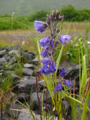 Polemonium acutiflorum
