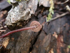 Pseudobaeospora deckeri