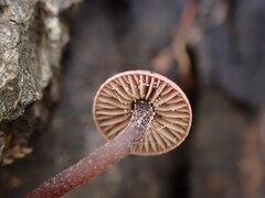Pseudobaeospora deckeri