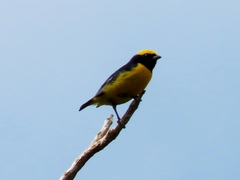 Euphonia luteicapilla