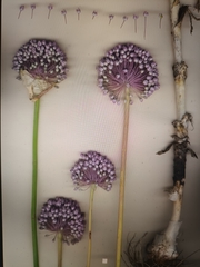 Allium polyanthum