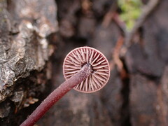 Pseudobaeospora deckeri