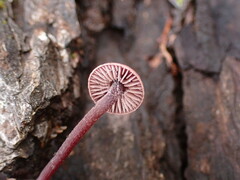 Pseudobaeospora deckeri