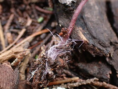 Pseudobaeospora deckeri