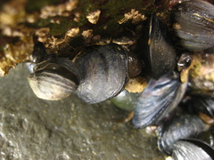 Mytilus trossulus