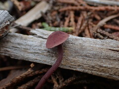 Pseudobaeospora deckeri