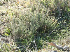 Lavandula pedunculata