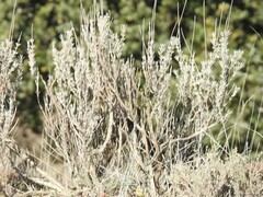 Lavandula pedunculata