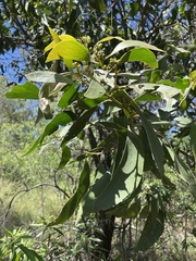 Acacia flavescens