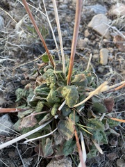 Eriogonum inflatum