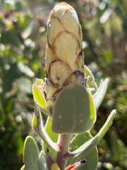 Protea punctata