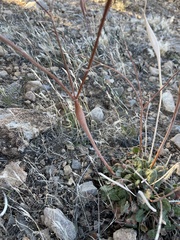Eriogonum inflatum