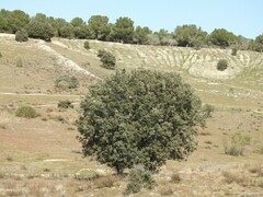 Retama sphaerocarpa