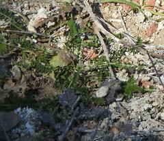 Biserrula pelecinus