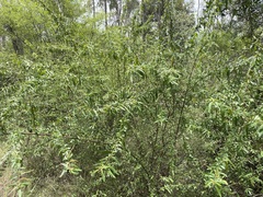 Acalypha eremorum