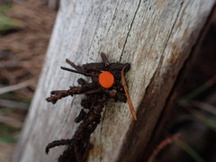 Pseudopithyella minuscula