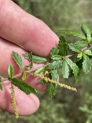 Acalypha eremorum