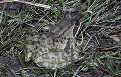 Amietia tenuoplicata