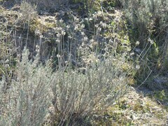 Lavandula pedunculata