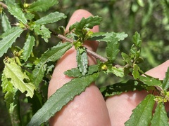 Acalypha eremorum