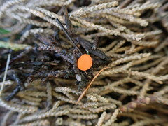 Pseudopithyella minuscula