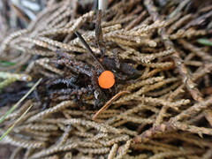 Pseudopithyella minuscula