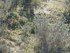 Lavandula pedunculata