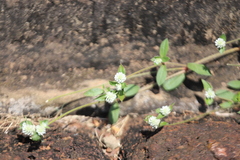 Gomphrena celosioides