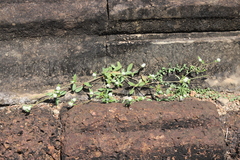 Gomphrena celosioides