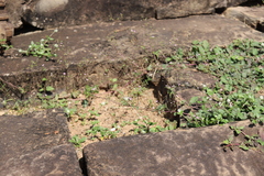 Gomphrena celosioides