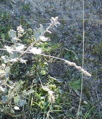 Dactylis glomerata hispanica