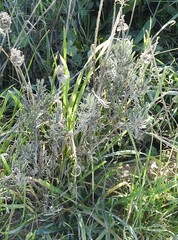 Lavandula pedunculata