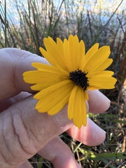 Coreopsis leavenworthii