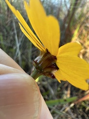 Coreopsis leavenworthii