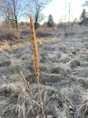 Elymus virginicus