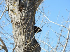 Populus × canadensis
