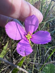 Sabatia grandiflora