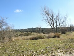 Populus × canadensis