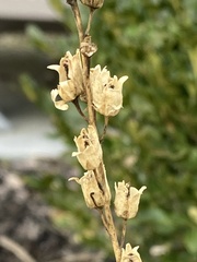 Antirrhinum majus