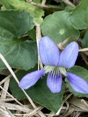Viola missouriensis